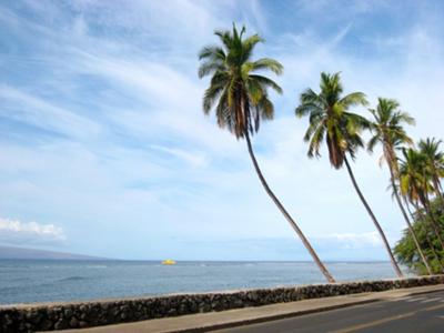 Palm Trees. Palm Trees.