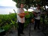 Picture of live musicians at the Feast at Lele, one of the best Maui luaus.
