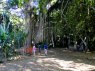 Picture of huge tree with vines hanging all around at Honolua Bay, Maui.