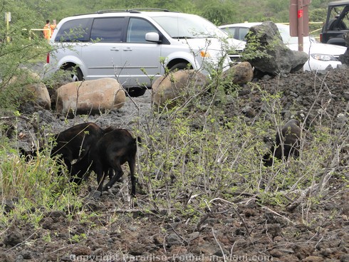 Picture of wild goats at Ahihi Kinau Natural Area Reserve, Maui, Hawaii.