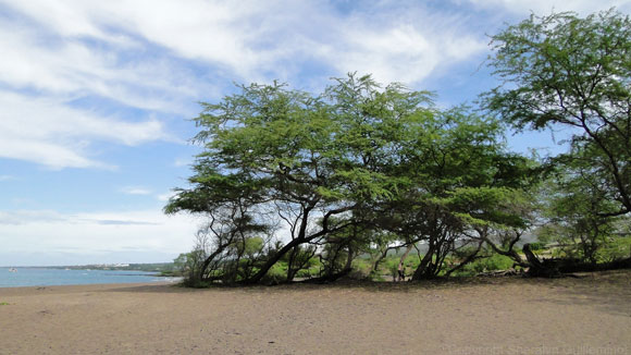 Kiawe Trees at Maui's Oneuli Black Sand Beach.