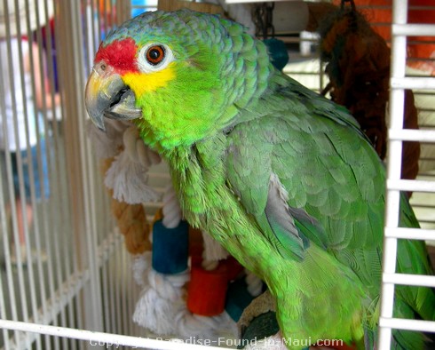 Picture of Baby, the Amazon Green Parrot, in Sargent's Fine Art in Lahaina, Maui.