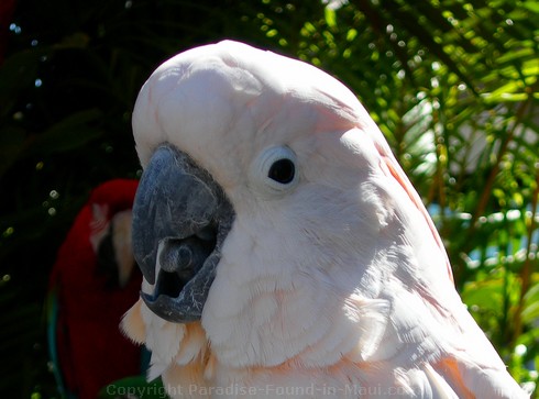 Head shot of the white parrot in Lahaina in front of the Pioneer Inn.