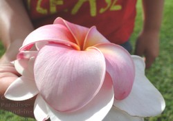 Picture of plumeria blossoms on Maui, Hawaii.