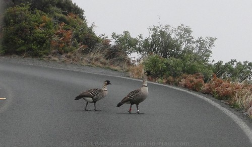 Hawaiian Nene