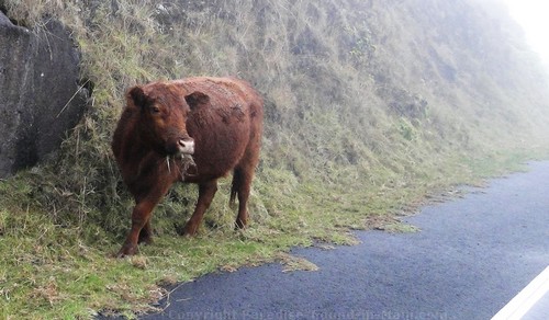 Crater Road Cow