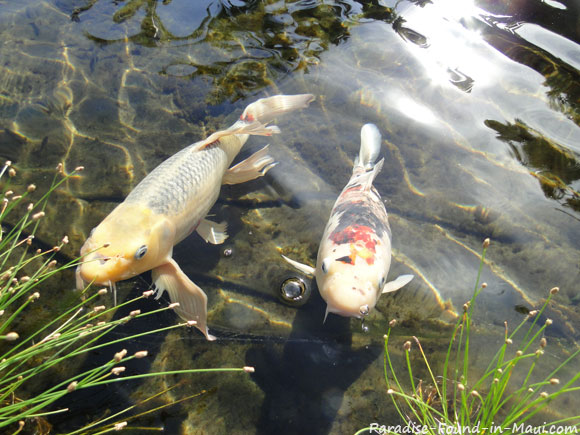 Koi Pond