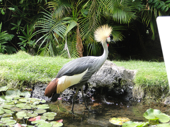 Exotic birds on the grounds of the Hyatt Regency Maui