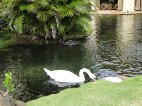 White swan at the Hyatt Regency Maui