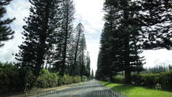Picture of cook pines along the road in Kapalua, Maui, Hawaii.