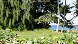 Picture of ocean view through trees in Kapalua, Maui, Hawaii.