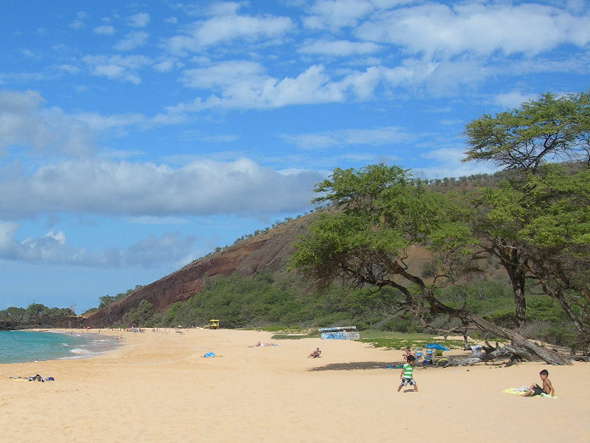 Kiawe Tree at beach in Maui Hawaii