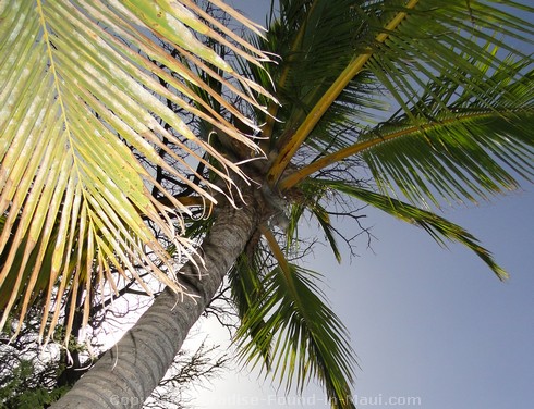 Picture of Palm Tree and blue sky in Maui, Hawaii.