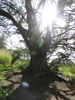 ironwood tree on trail to red sand beach on Maui