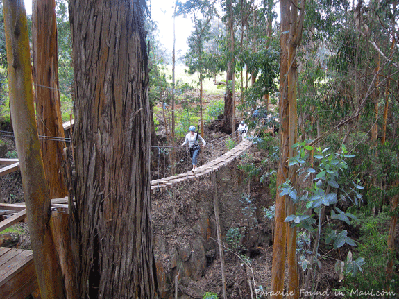 Suspension Bridge on Haleakala zipline course with Maui's Skyline Eco Adventures