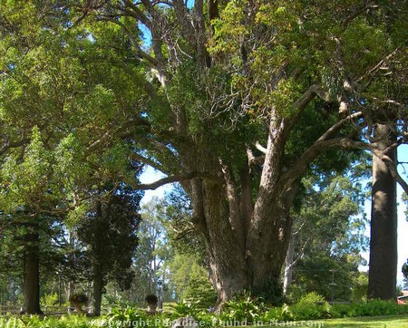 Picture of Hawaii's largest camphor tree.