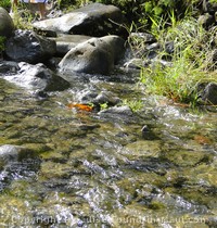 Picture of stream crossing at Puaa Kaa along the road to hana on the island of maui hawaii