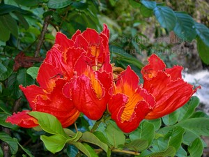 Maui picture of an African Tulip along the Pipiwai Trail on our hike with Hike Maui.