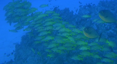 Fish underwater on Atlantis submarine tour in Maui.
