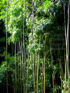 Maui picture from the Pipiwai Trail as we explored the bamboo forest with our Hike Maui guide.