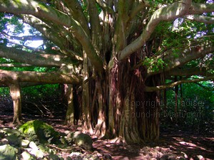 Maui picture of banyan tree along the Pipiwai Trail on our hike with Hike Maui.