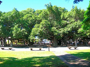 Banyan Tree Park in Lahaina, Maui