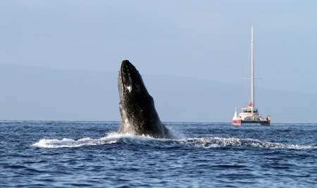 Catamaran Maui whale watching tours