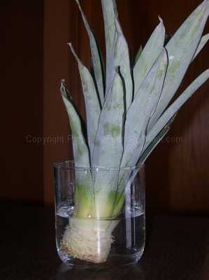 Picture of starting a pineapple plant by putting the trimmed top in a glass of water.