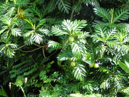 Picture of a breadfruit tree.