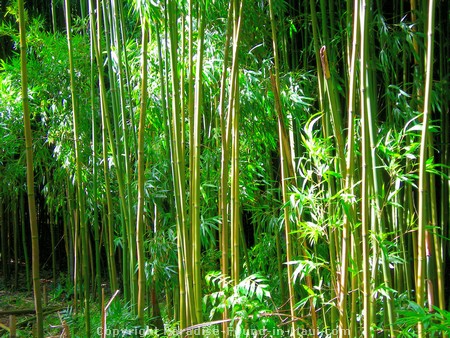 Bamboo Forest on the Pipiwai Trail