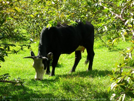 Cow in pasture beside Pipiwai Trail