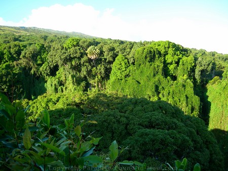 Tropical jungle treetops in Kipahulu Maui.