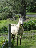 A horse in the pasture overlooking the Hasegawa General Store parking lot in Hana, Maui, Hawaii.