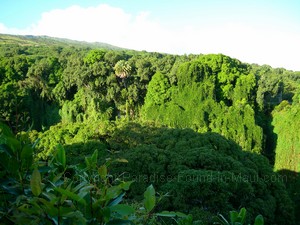 Maui picture of jungle treetops and greenery covered cliffs along the Pipiwai Trail as we hiked with Hike Maui