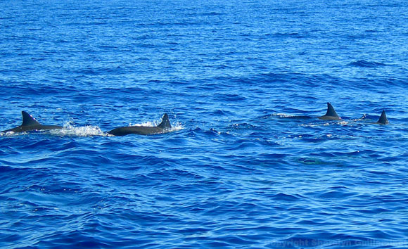 Dolphins near Maui and Lanai