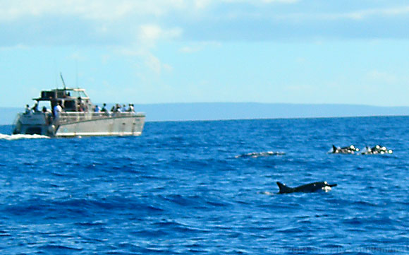 Dolphins and whales off the coast of the island of Lanai, Hawaii.