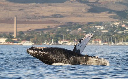 whale breach in Maui