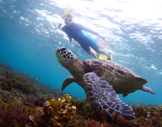 wear a wetsuit at Molokini