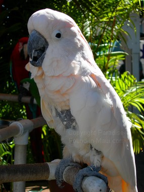 Picture of parrot on display in Lahaina on our Maui HI vacation