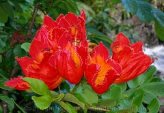 picture of african tulips along the Pipiwai Trail, Maui, Hawaii