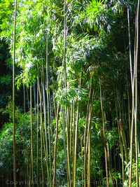 picture of bamboo forest along the Pipiwai Trail, Maui, Hawaii