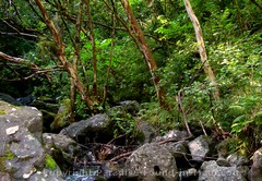Picture of tropical greenery along the Pipiwai Trail, Maui, Hawaii