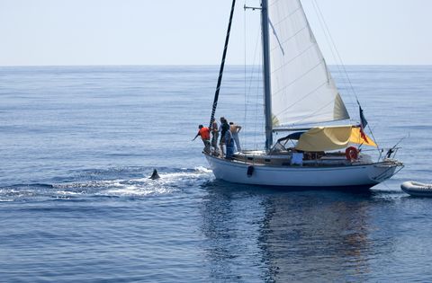 Whale watching in Maui aboard a sailboat.