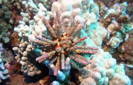 picture of sea urchin at Molokini Island on a Molokini Snorkeling Trip