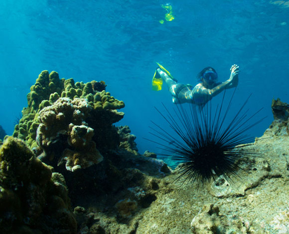 Snorkeling at the island of Lanai, Hawaii