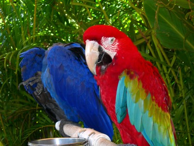 Lahaina Parrots