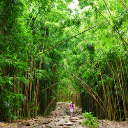 Maui S Bamboo Forest Hike Along The Pipiwai Trail
