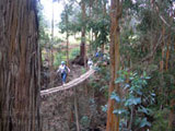 A Maui adventure on a suspended bridge