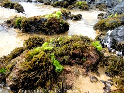 Picture of tide pools at Ulua Beach, Maui, Hawaii.