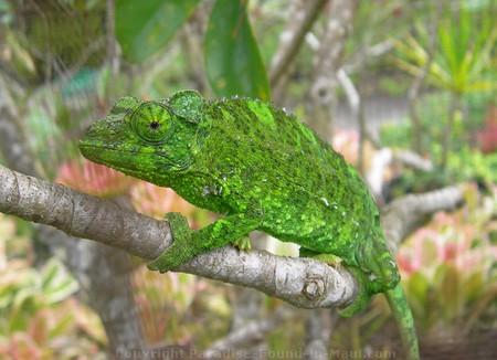 Picture of a Jackson Chameleon.